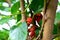 Fruit red berry trees nature green backgrund outdoor