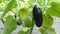 Fruit of ripe eggplant grows on bush in the garden