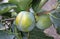 Fruit ripe persimmon tree