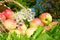 Fruit ripe, red, juicy apples in basket