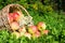 Fruit ripe, red, juicy apples in basket