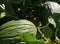 The fruit ripens in the sun of Spain. Irrigated garden. Healthy and organic melon for own consumption. Subsistence farming.