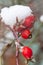 Fruit of rosehips covered by the first snow. Concept Christmas and winter