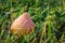 Fruit season. Ripe pear in the grass. Delicious and healthy fruit