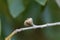 Fruit of a shingle oak, Quercus imbricaria