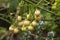 Fruit of the solanum aviculare or kangaroo apple which is poisonous while green, but edible once yellow/orange