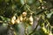 Fruit of the solanum aviculare or kangaroo apple which is poisonous while green, but edible once yellow/orange