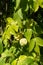 The fruit of Staphylea pinnata, European bladdernut, rare, decorative shrub, Poland, Europe