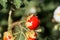 Fruit of a sticky nightshade, Solanum sisymbriifolium