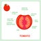 Fruit structure of tomato, cross section. Banner for education, biology lessons