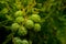 Fruit of Taxodium distichum tree