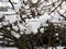 Fruit tree branches weighed down by fresh snow in the Massif Central, France