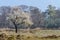 Fruit tree in full bloom during spring at the Veluwe in the Netherlands