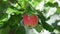 Fruit tree. Juicy red apple with rain drops on the tree branch.