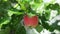 Fruit tree. Juicy red apple with rain drops on the tree branch.