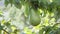 Fruit tree. Large pear hangs on the tree. Ripe fruit