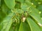 Fruit tree leaves are damaged by insects. The leaves were damaged with the help of ants, insect eggs, insect larvae and other