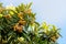 Fruit tree with loquats. A loquat tree blooming with ripe orange fruits and large green leaves