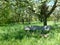 Fruit tree meadow in spring with cozy wooden bench