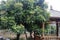 Fruit tree and pavilion, adobe rgb.