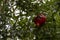 Fruit tree pomegranate. Red pomegranate fruits on the tree.