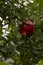 Fruit tree pomegranate. Red pomegranate fruits on the tree.