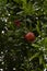 Fruit tree pomegranate. Red pomegranate fruits on the tree.