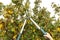 Fruit tree pruning. Garden scissors. Prune fruit trees to keep them healthy