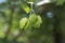 Fruit tree Staphylea pinnata