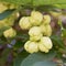 Fruit tree Staphylea pinnata close-up