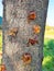 Fruit tree trunk large resin tar amber close