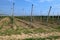 Fruit trees drip irrigation