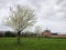 Fruit trees in full bloom, Herkenrode abbey in the distance, Limburg, Belgium