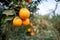 Fruit trees, gardens, orange tree