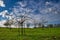 Fruit trees growing in a farm in springtime