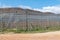 Fruit trees, using the espalier system, on the Katbakkies road