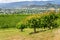 Fruit Trees and a Vineyard on a Sunny Spring Day