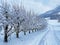 Fruit trees in winter ambience on the slopes of Rigi Mountain and orchards over Lake Lucerne / VierwaldstÃ¤ttersee