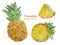 Fruit watercolour elements for your design. Large ripe whole pineapple, half and slices.