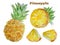 Fruit watercolour elements for your design. Large ripe whole pineapple, half and slices.