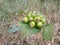 The fruit of the wild green forest questionnaire plant in the yard