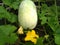 The fruit of winter melon, White gourd.