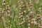 Fruit of yellow rattle in meadow