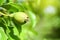 Fruit of a young pear on a tree. Closeup of an unripe pear growing on a branch of deciduous trees. close-up