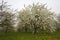 Fruitbomen; Orchards