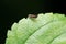 Fruitfly on green leaf, Drosophilidae, Pune, Maharashtra