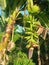 Fruitful Banana Tree