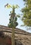 A fruitful papaya tree in a village