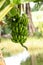 Fruiting banana tree produces in Southwestern Florida