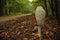 Fruiting bodies of the fungus, aspergillus. Bialowieza Forest, primary forest